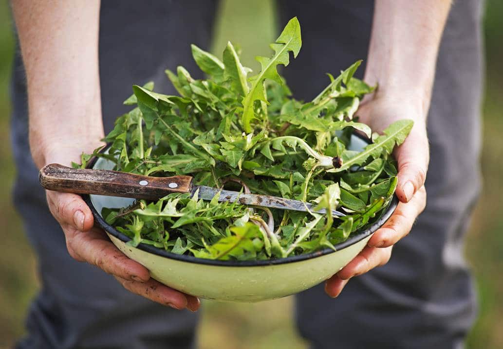 Wild “horta” & herb picking